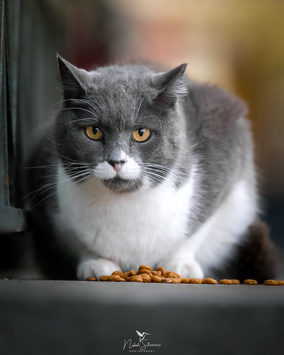 Nikola Stevanović tweet media