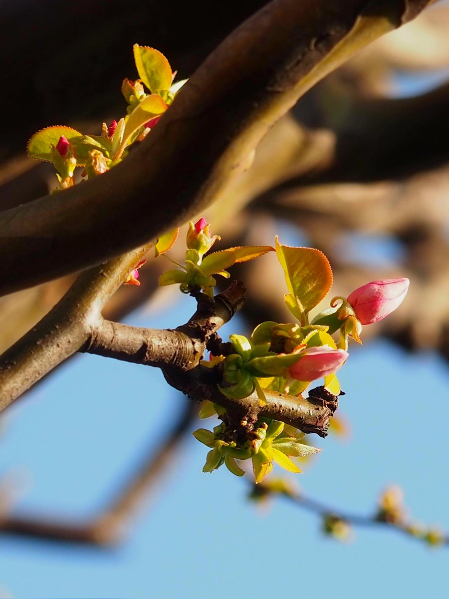 2026年3月19日
✽✽✽

#花写真【かりんの花･蕾】
#花言葉…〈豊麗･唯一の恋〉 
#TLを花でいっぱいにしょう 

✽✽✽