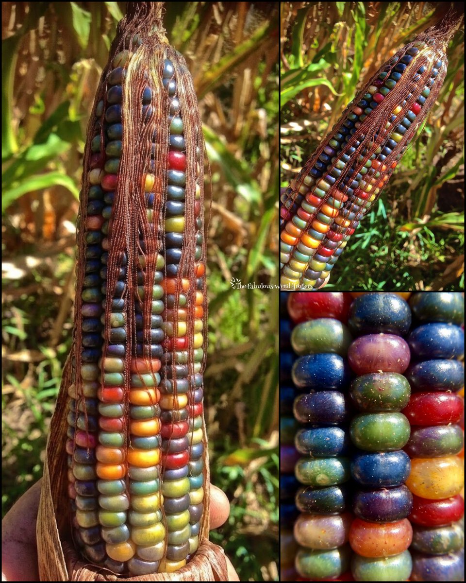 𝐓𝐡𝐞 𝐅𝐚𝐛𝐮𝐥𝐨𝐮𝐬 𝐖𝐞𝐢𝐫𝐝 𝐓𝐫𝐨𝐭𝐭𝐞𝐫s tweet media