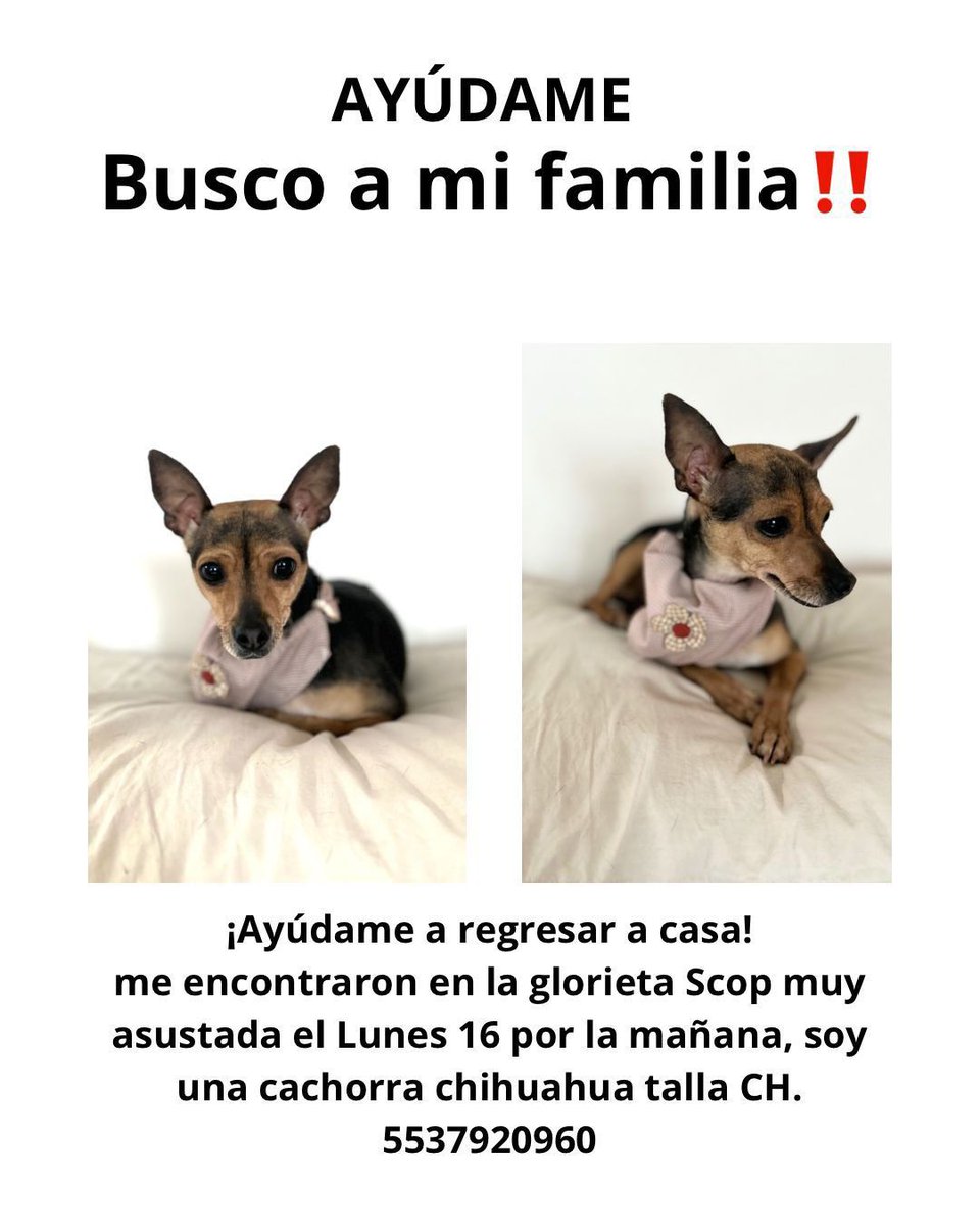 por_perros tweet media