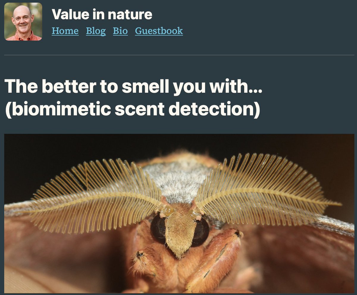 Caterino Arthropod Biodiversity Lab tweet media