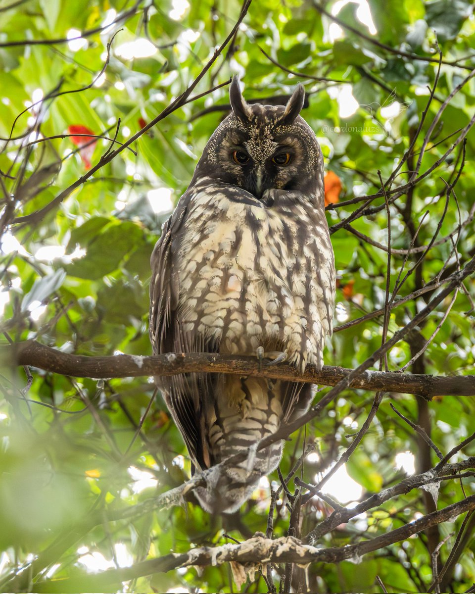 Luz Sthella Cardona M tweet media