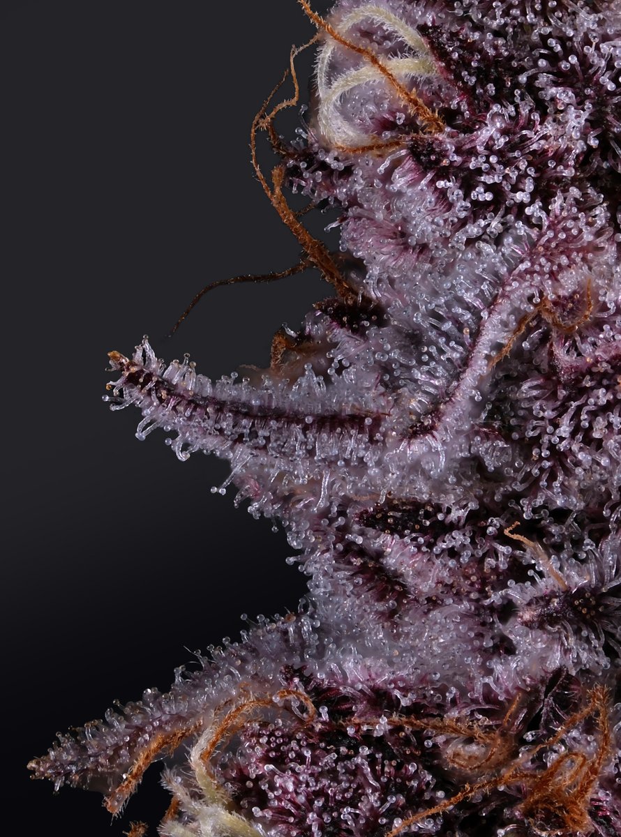 shopgreentruck's tweet photo. Hazey Grape looking crazy under the macro lens 🍇🔬

All that frost isn’t for show—those trichomes are doing the heavy lifting. Sticky, purple, and looking way too good up close. https://t.co/tibM03Mcfn