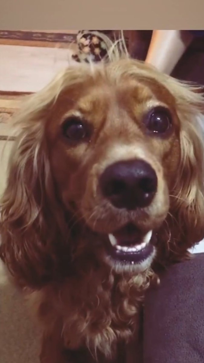 Sibel Gölge tweet media