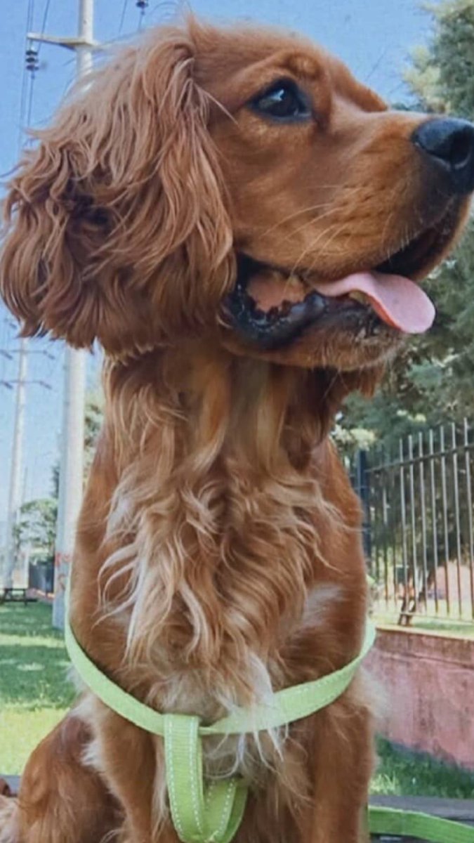 Sibel Gölge tweet media