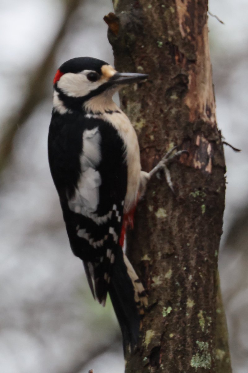 Trebor 1456 tweet media