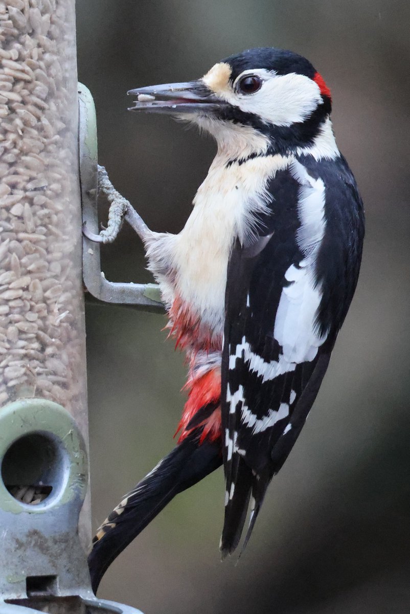 Trebor 1456 tweet media