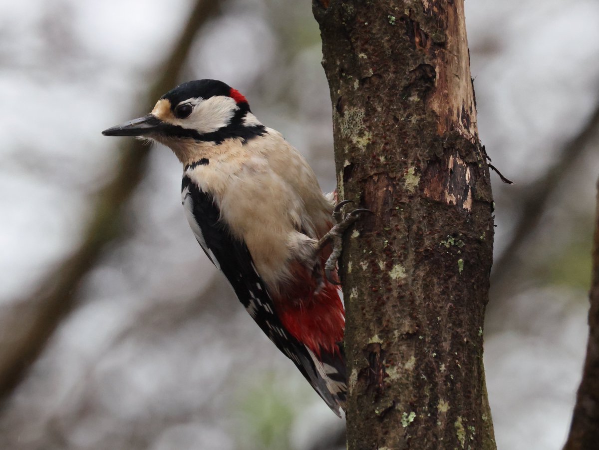 Trebor 1456 tweet media