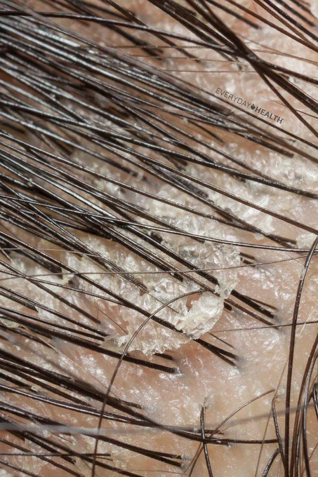 معلومات tweet media