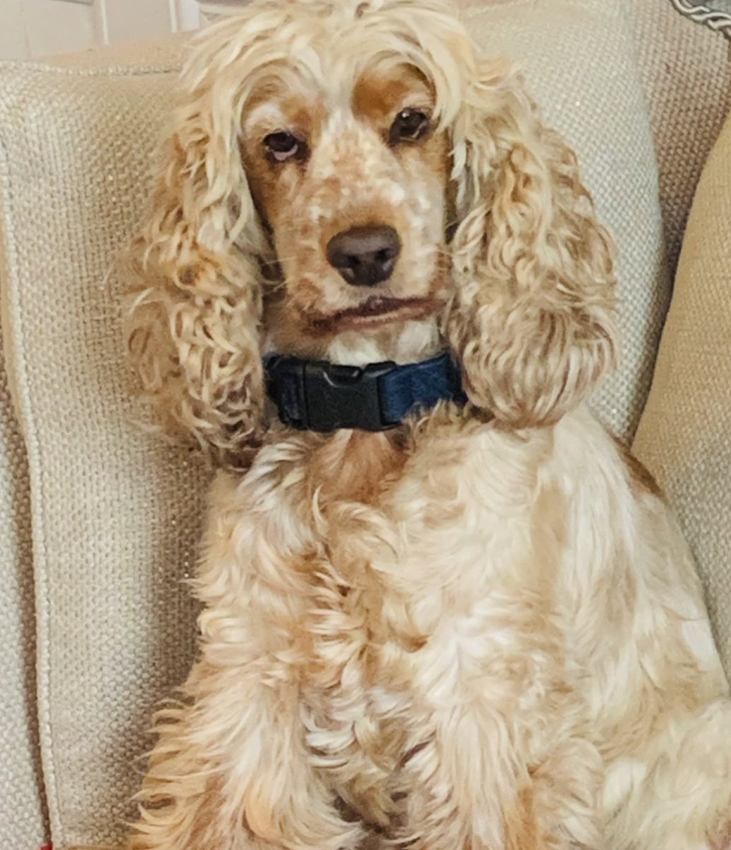 spaniel alert tweet media