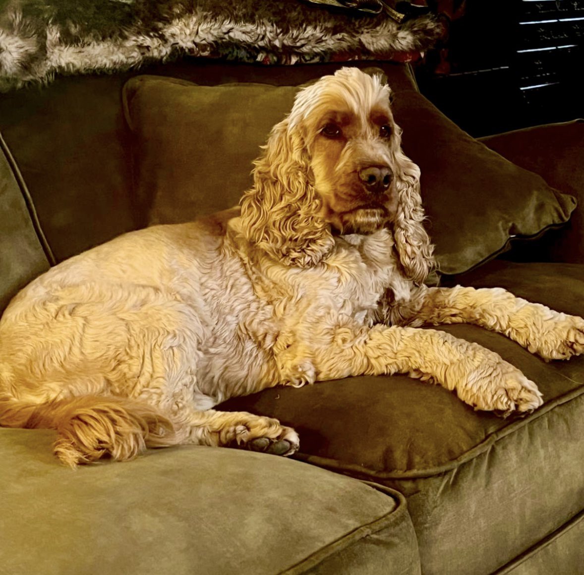 spaniel alert tweet media