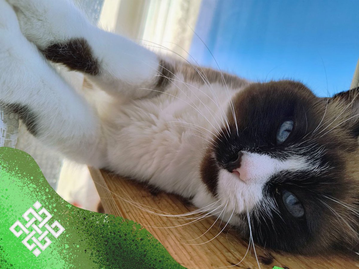 Toromoro tweet media