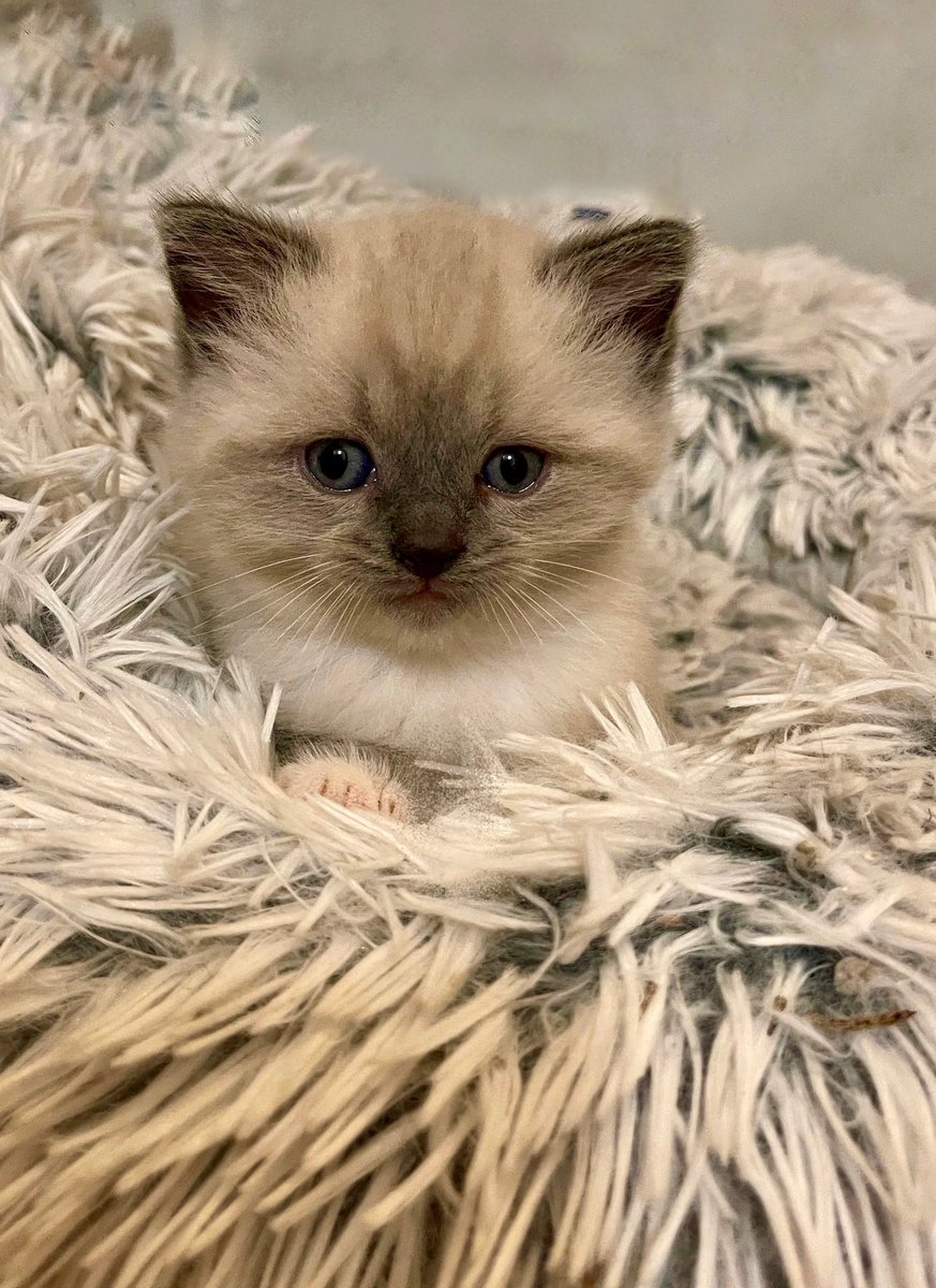 Kai G. Nikki 😎👍 Male On Stream ✨ Lovin’ Life tweet media