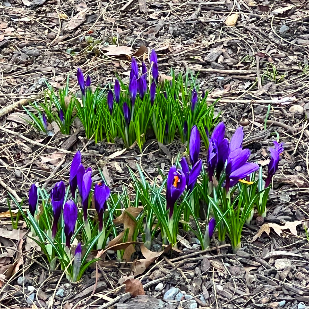 brice hammack tweet media