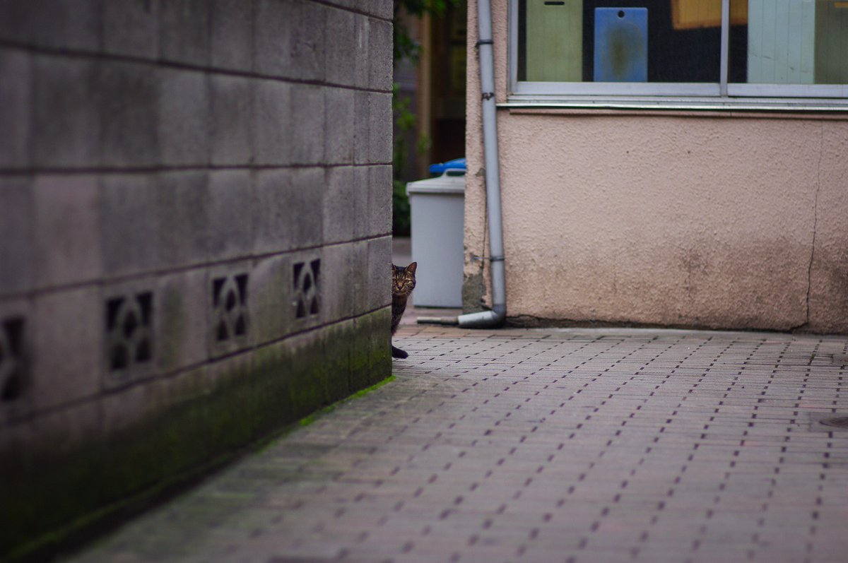 イツカノドコカ tweet media