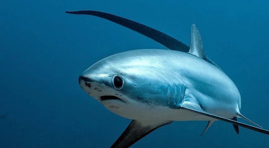 Honey Girl tweet media