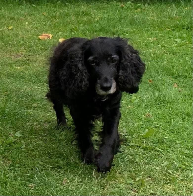 spaniel alert tweet media