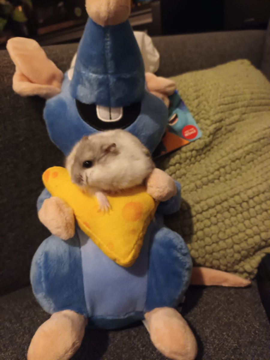 𝑨𝒎𝒆𝒕𝒉𝒚𝒔𝒕 (pigeon girl) 🐦 𖦹⭒°｡⋆ tweet media