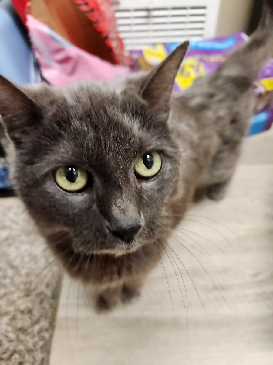 lentil & bowser 🩶 walter & bonkers 🌈 tweet media