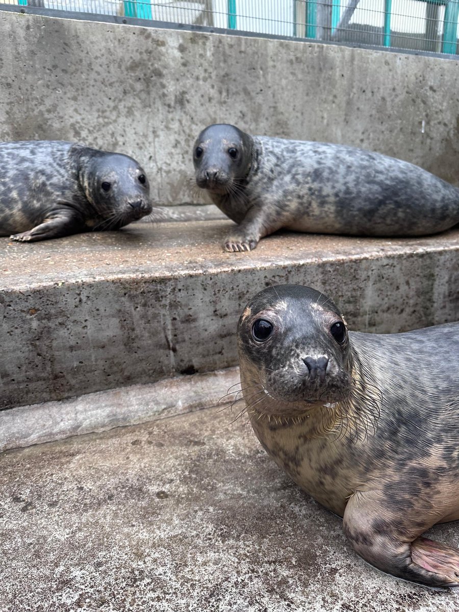 RSPCA East Winch Wildlife Centre tweet media