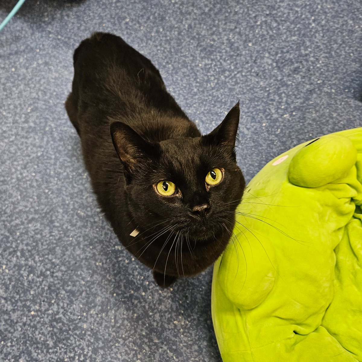 Edmonton Humane Society tweet media