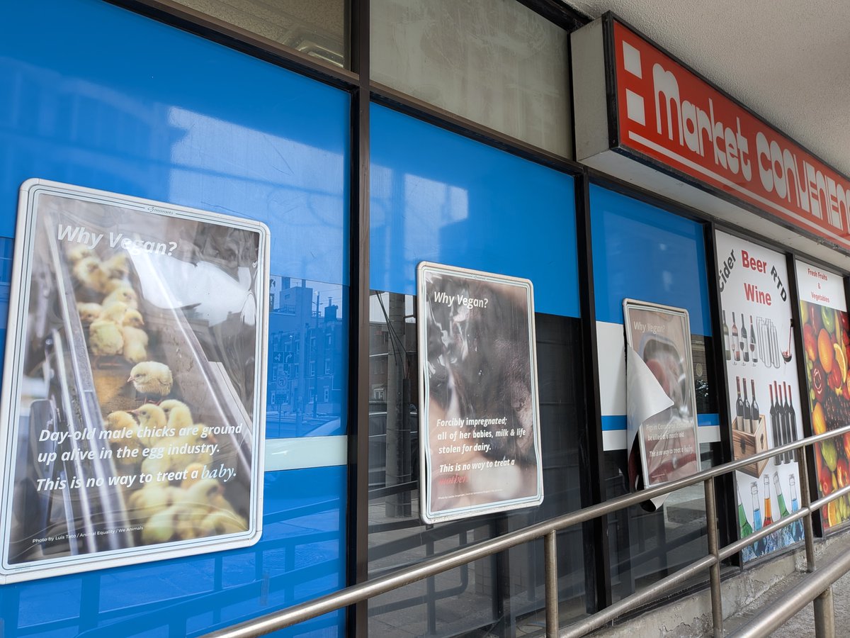 Ben Maple Glaze Singer tweet media