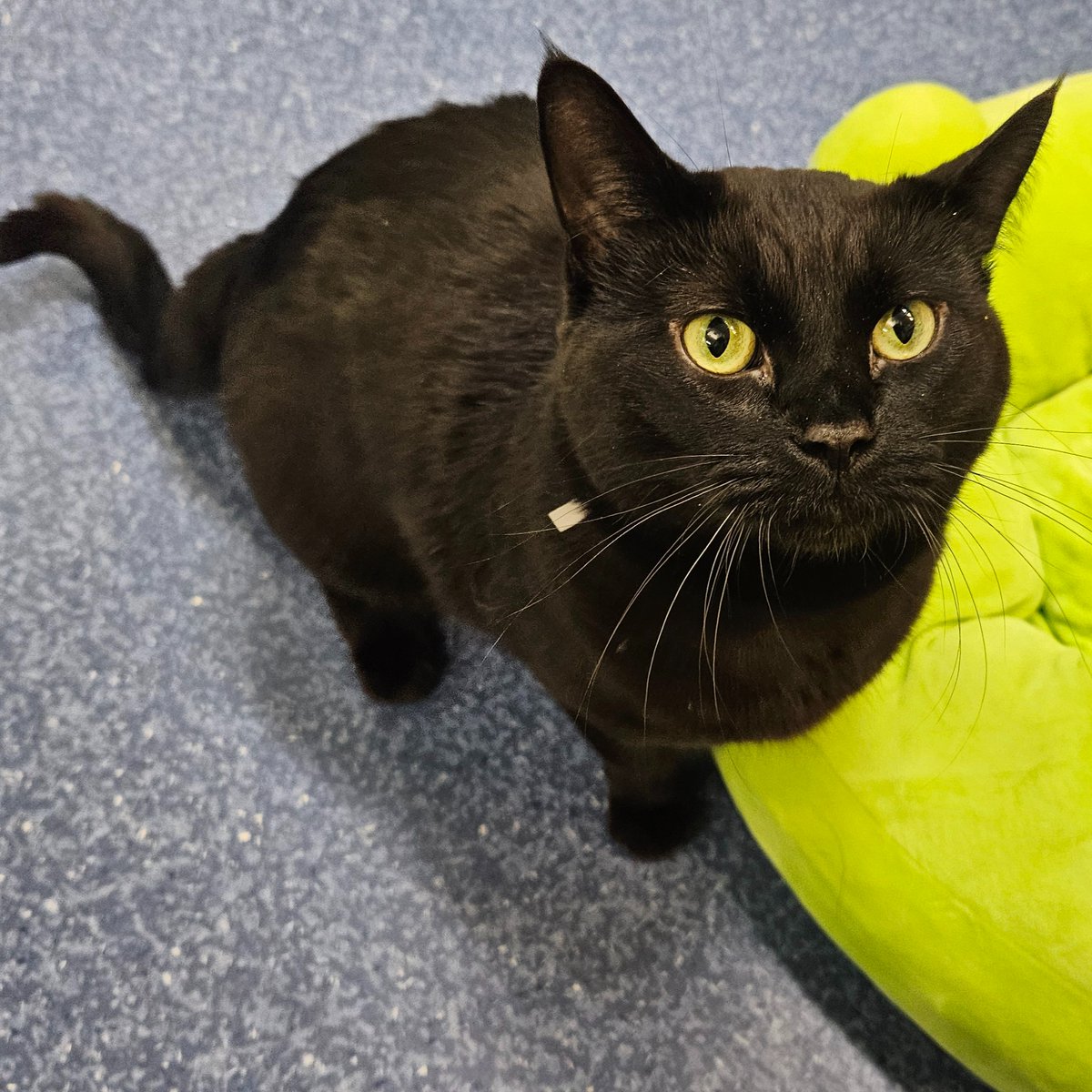 Edmonton Humane Society tweet media