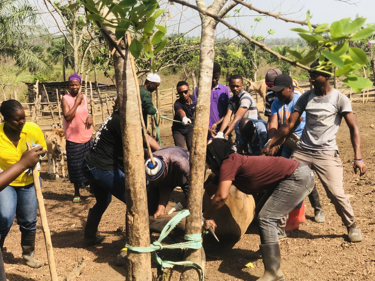 Serving animalnity....
🐂🐄