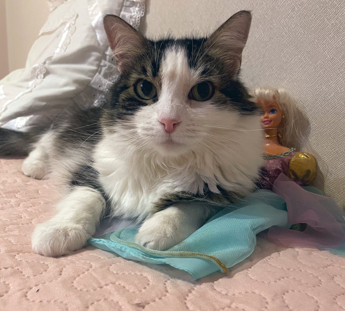 Mermaidkuromi's tweet photo. El vet le cambió a una pipeta mas bacán que dura 3 meses, porque tiene alergia a la picadura de pulga brígida. Se la puse y…le dió alergia a la pipeta 😩😮‍💨 

Foto de la zona de aplicación, otra de cómo se dejó la cabeza y unas con su Barbie que no suelta xd https://t.co/6ozTQMxfvP
