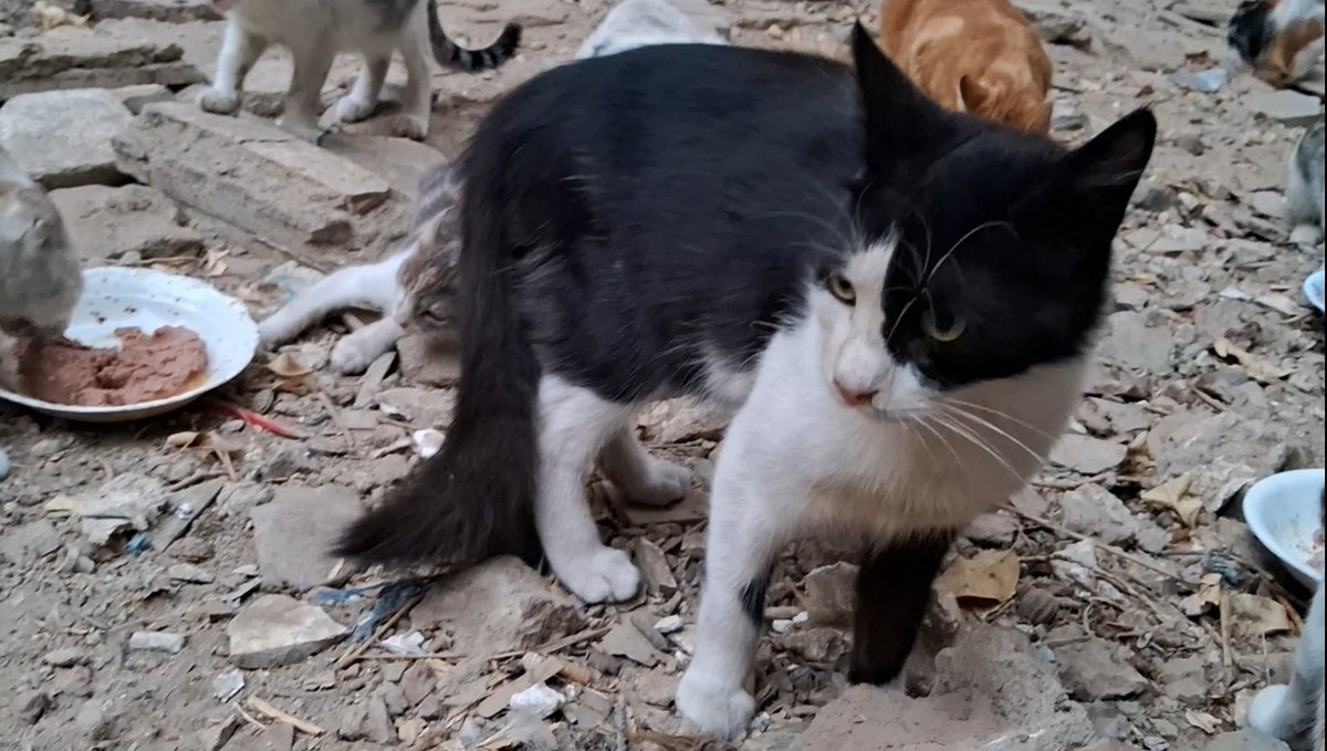 Animal Friends Shelter tweet media