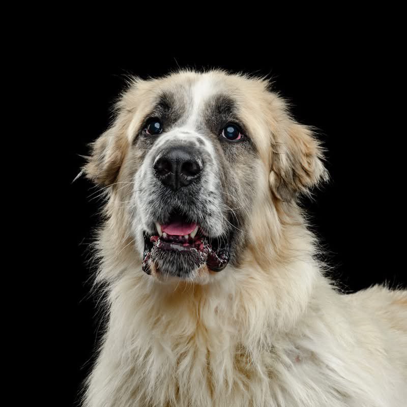 RevaliTheBerner tweet media