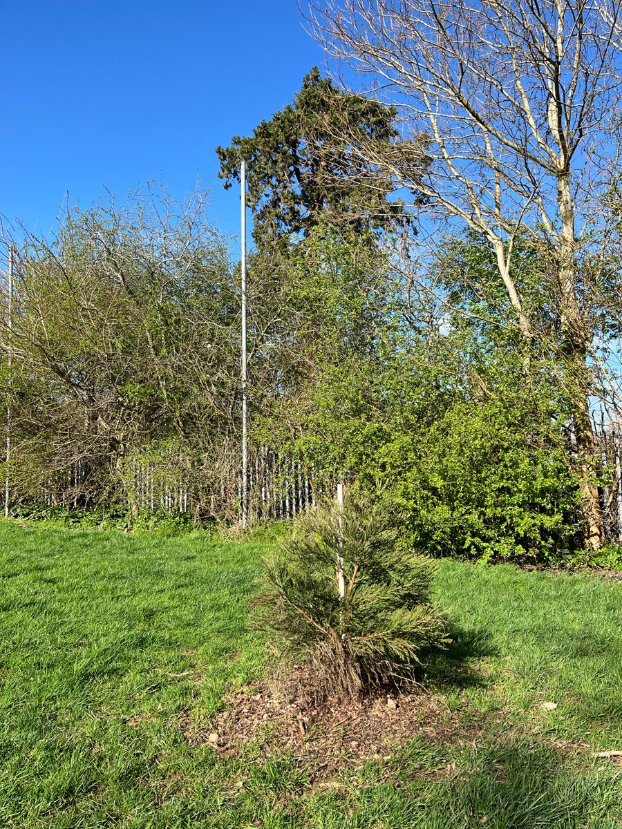 Exeter Trees tweet media