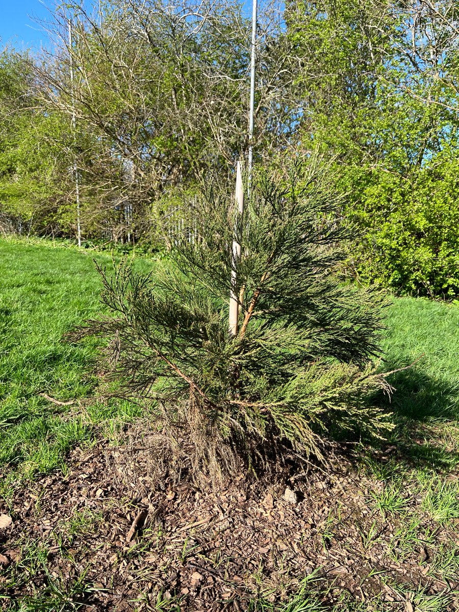 Exeter Trees tweet media