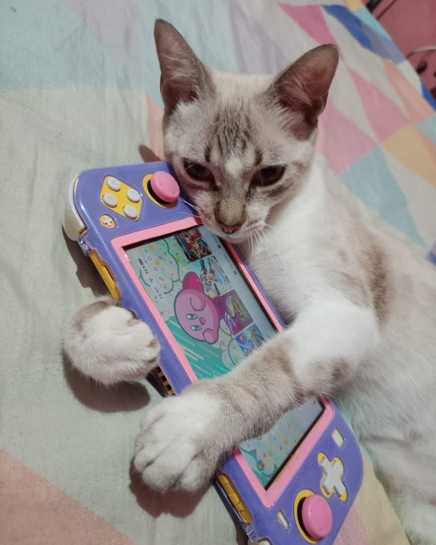 smol silly cat tweet media