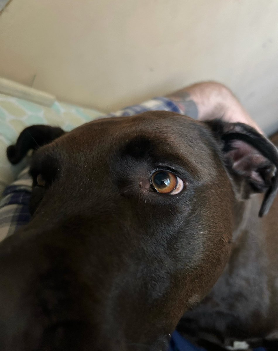 alex_kriefall's tweet image. #dadlife #humanpillow