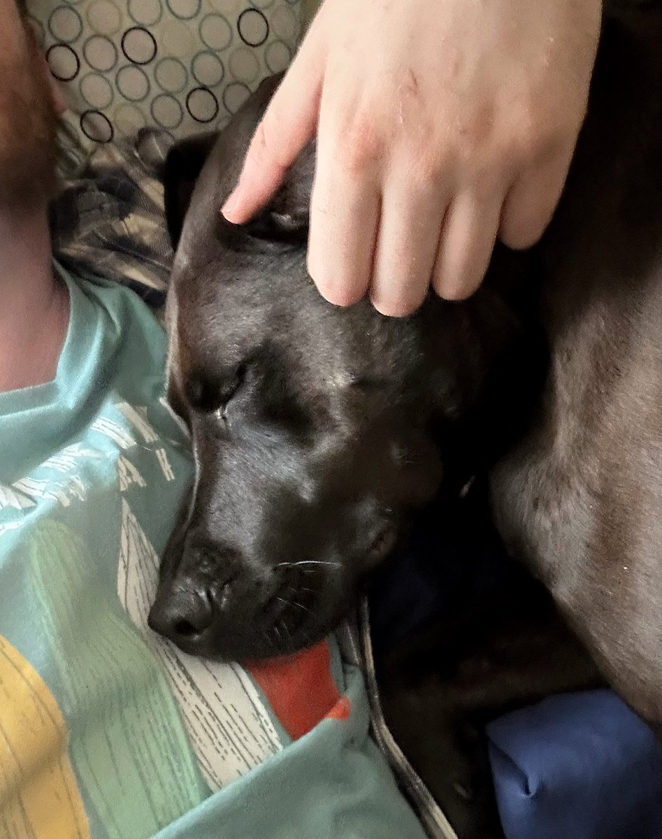 alex_kriefall's tweet image. #dadlife #humanpillow