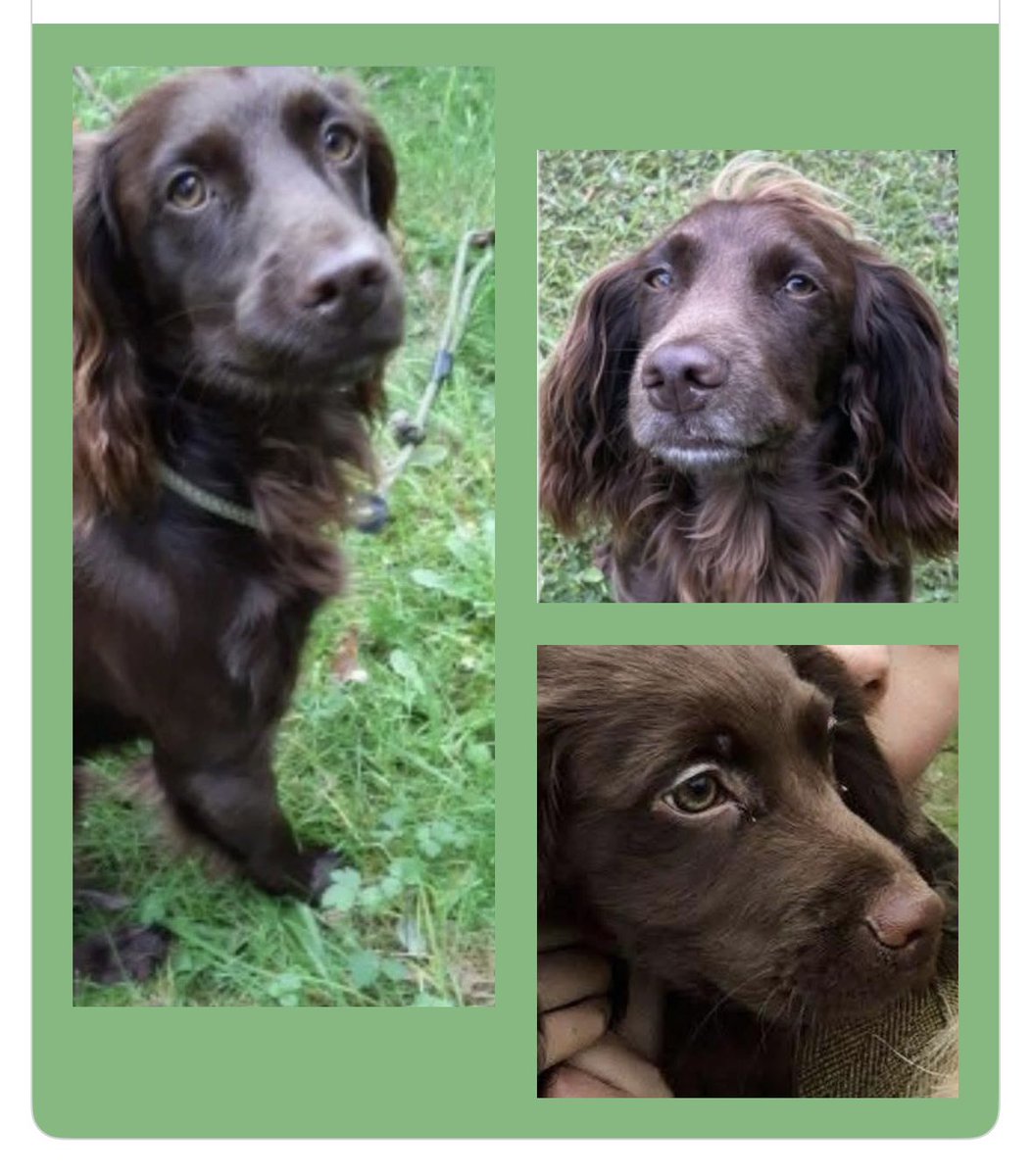 spaniel alert tweet media