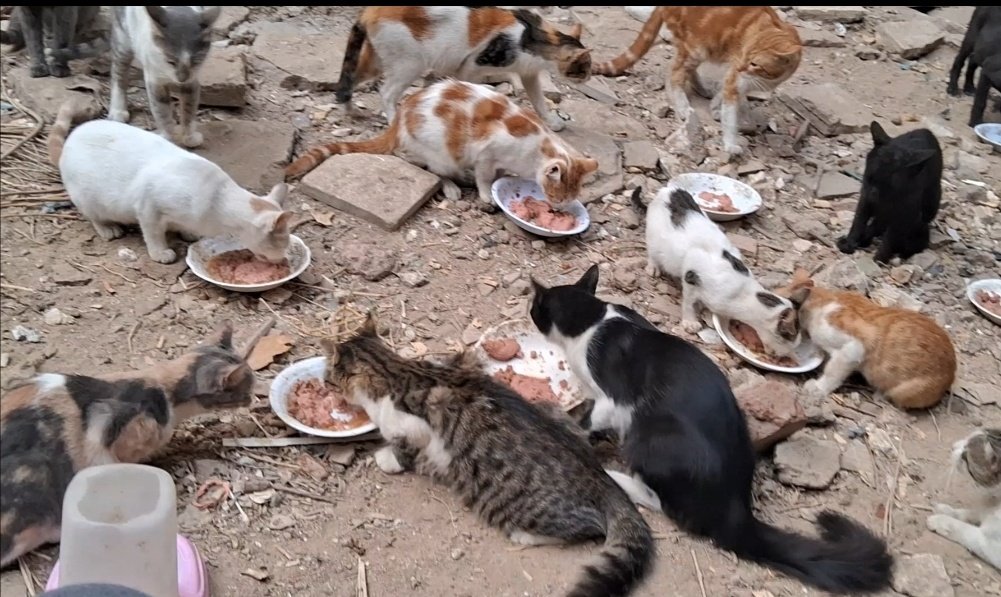 Animal Friends Shelter Gaza tweet media