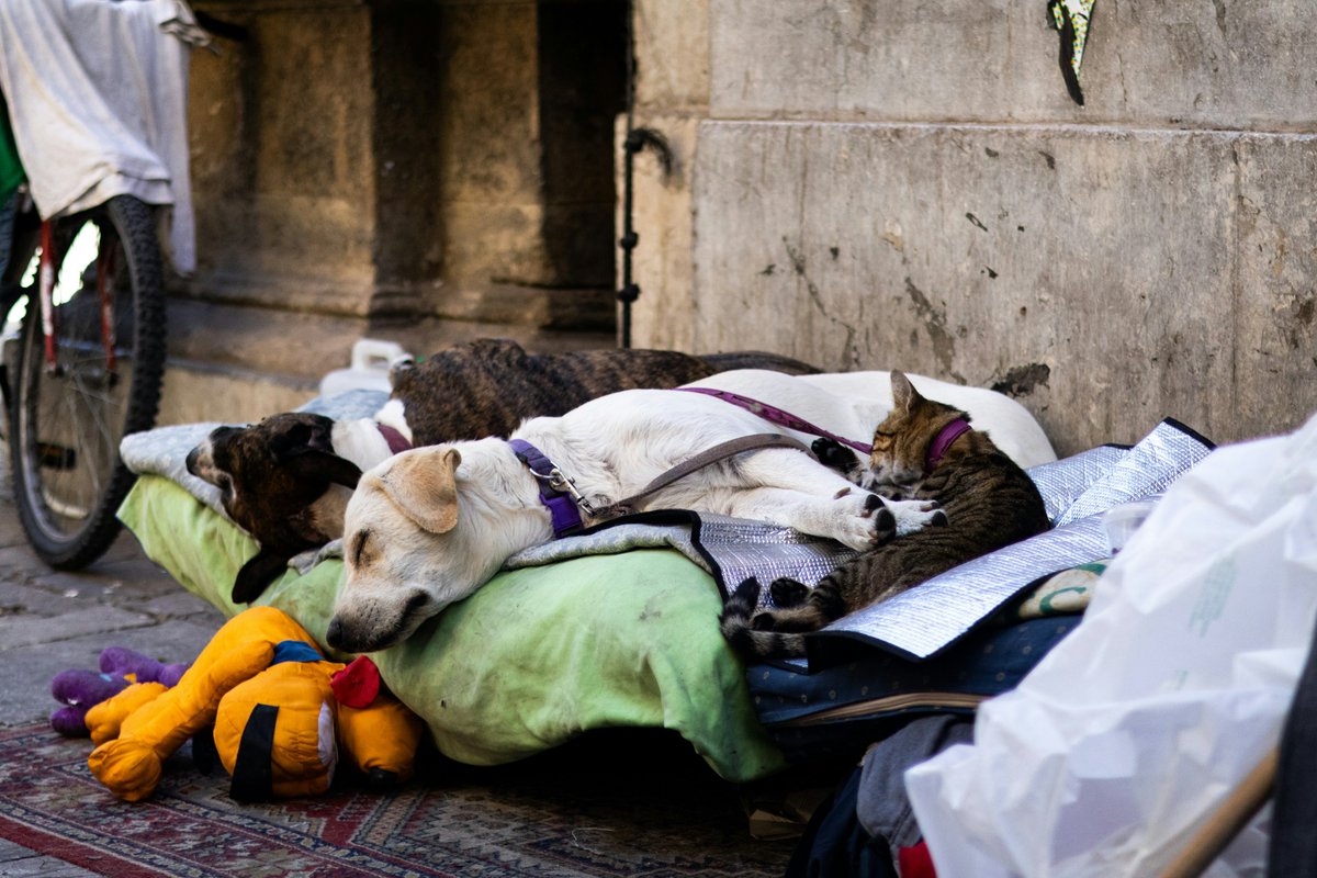 Anthrozoös Journal tweet media