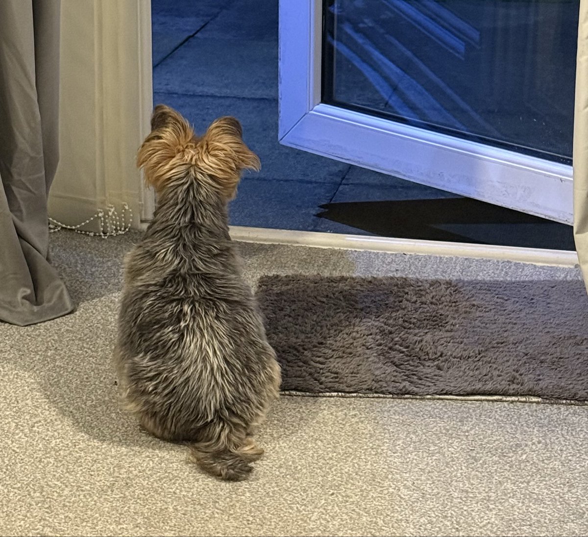 Anna 🐝🔴⚽️ tweet media