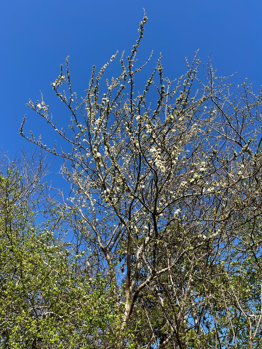 Exeter Trees tweet media