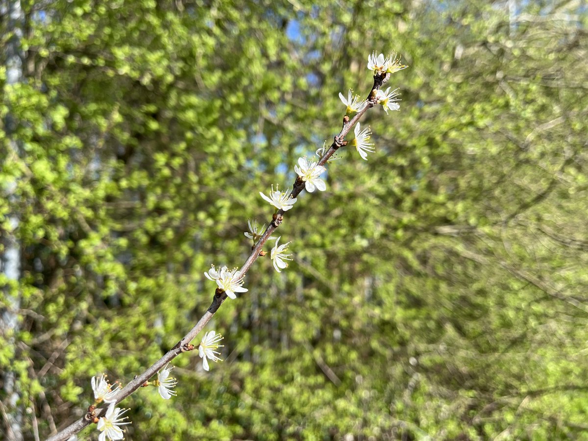 Exeter Trees tweet media