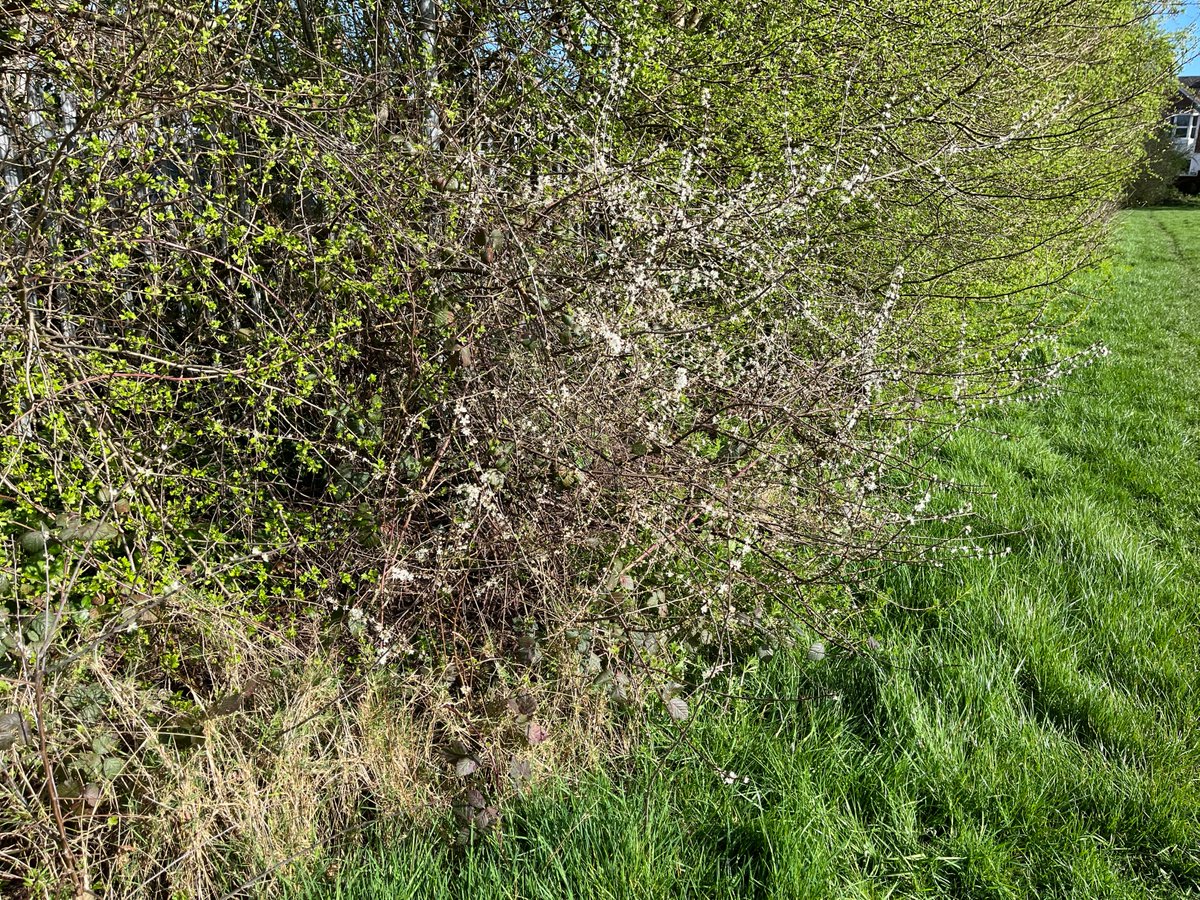 Exeter Trees tweet media