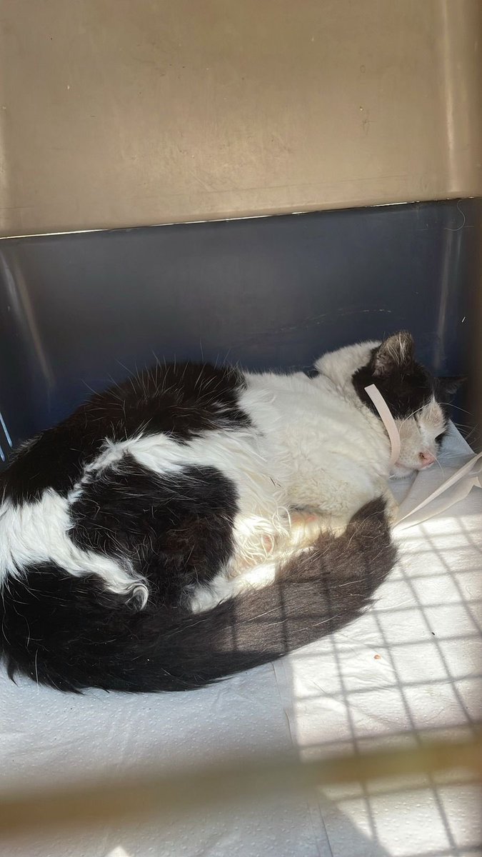 Mascotas Sismo tweet media