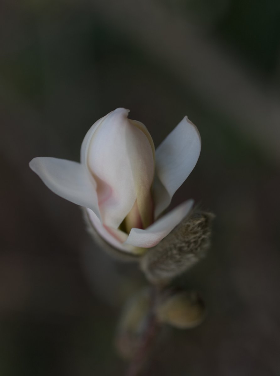 Run_fly_Smile's tweet image. Listen to the sound of the earth turning 😊

Yoko Ono

#Sound #Earth #Nature #Magnolia #Flower #YokoOno