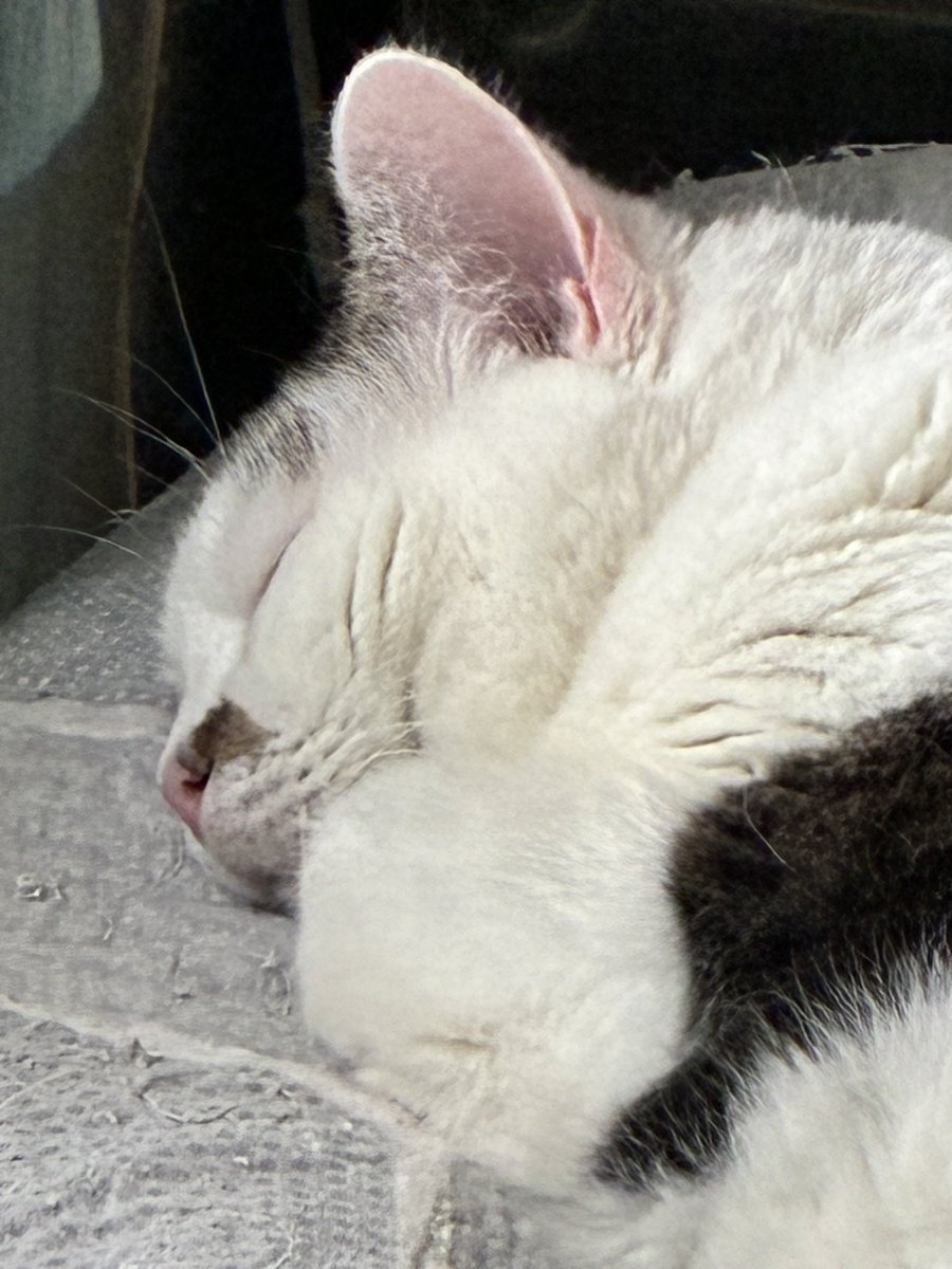 Nancy🇺🇸🇺🇦🇨🇦🇬🇱 tweet media