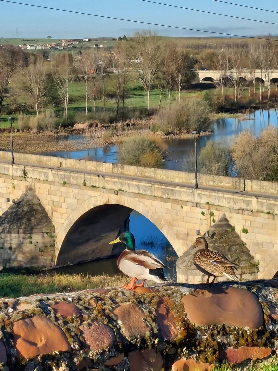 AGOTCIR's tweet photo. 💚 🦆 💚 Una pareja de patos que alegran los bonitos y relajantes paseos por Ciudad Rodrigo...

#visitaCiudadRodrigo #visitasguiadasenCiudadRodrigo #guíasfarinatas #CiudadRodrigo https://t.co/ViCtqfM67X