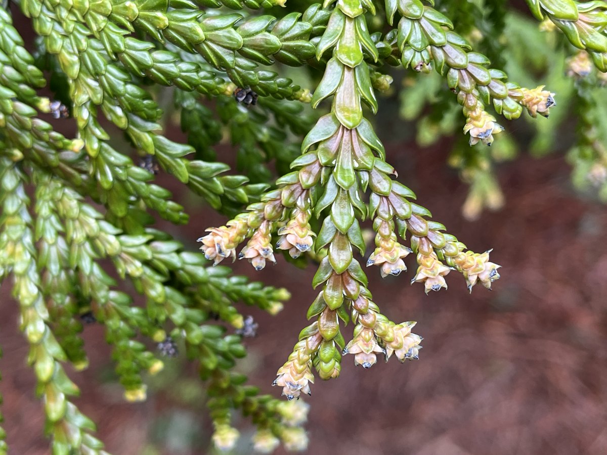 Exeter Trees tweet media