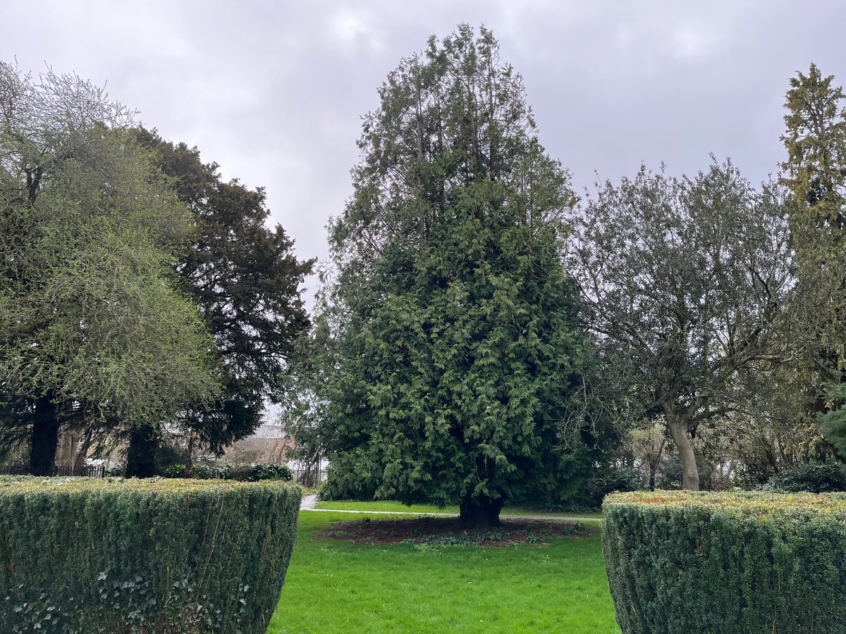 Exeter Trees tweet media