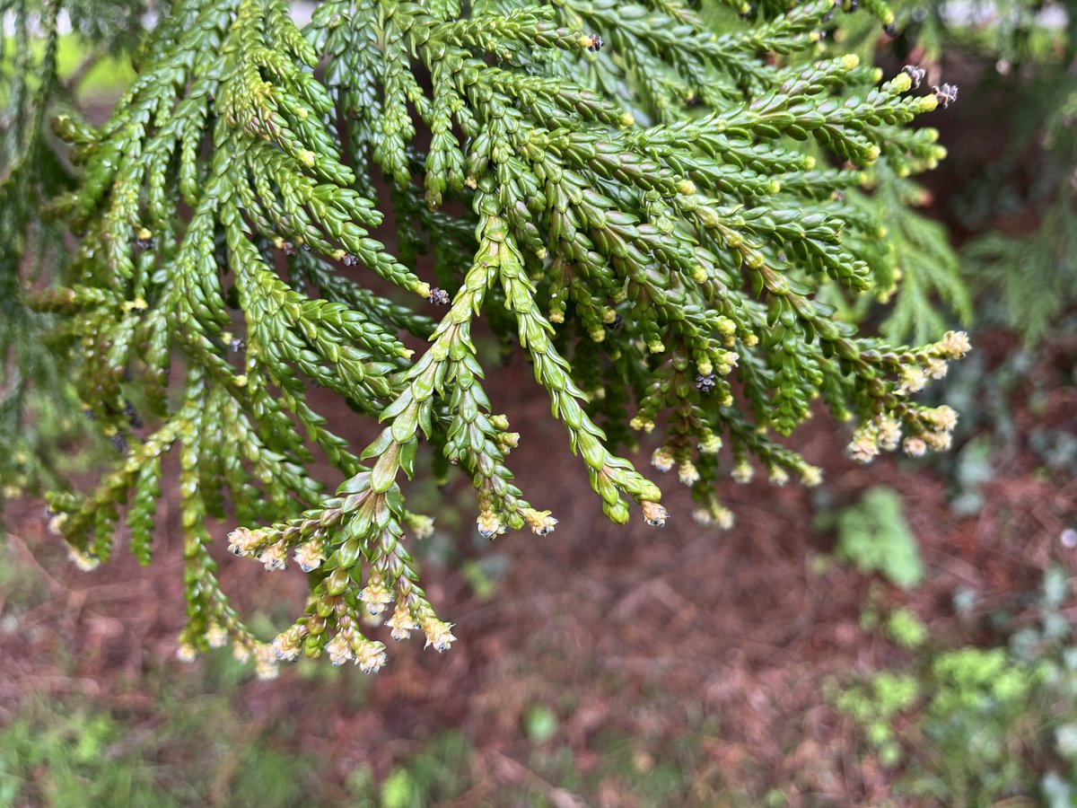 Exeter Trees tweet media